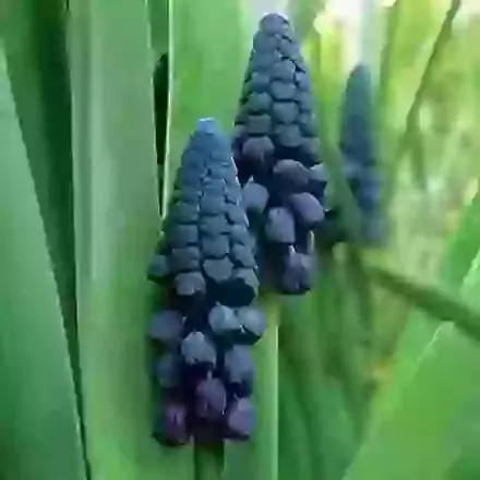 Bellevalia